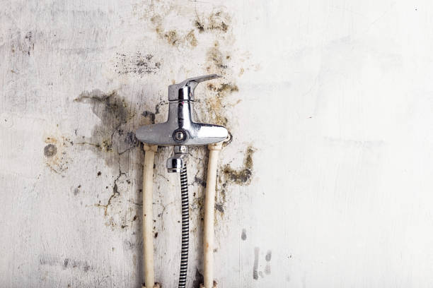 Best Emergency Mold Remediation in Duboistown, PA