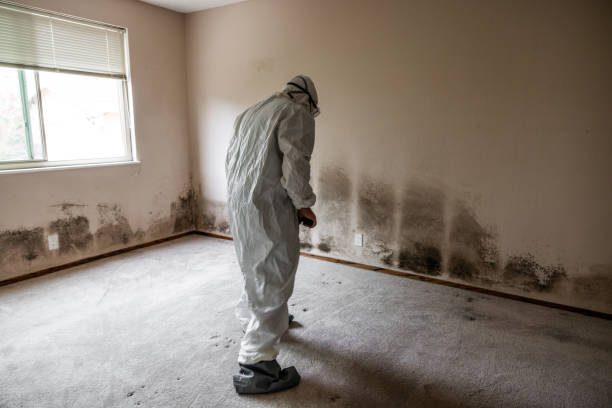 Best Black Mold Remediation in Duboistown, PA