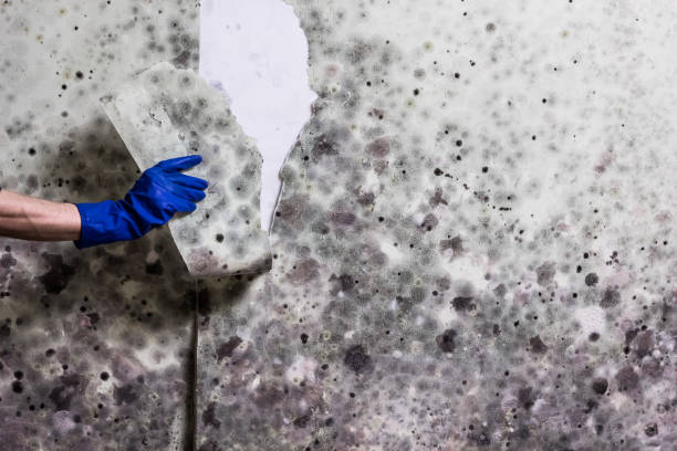 Best Health and Safety Mold Remediation in Duboistown, PA