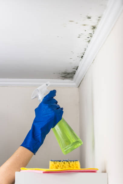 Best Kitchen Mold Remediation in Duboistown, PA