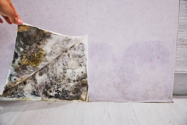 Best Bathroom Mold Remediation in Duboistown, PA